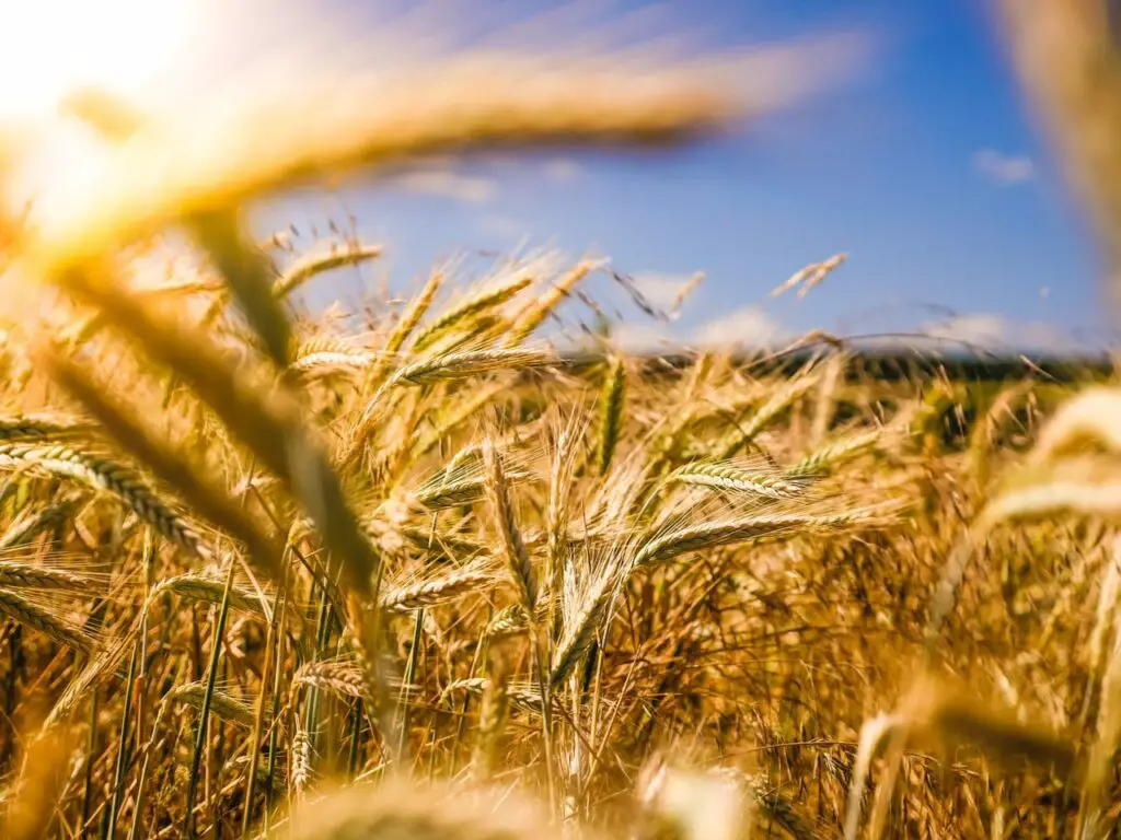 alimentos ricos em fibras farelo de trigo